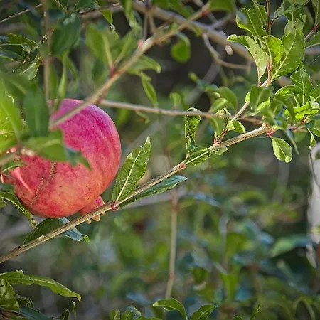 By The Sea Postira, Brac - 22200 アパート *